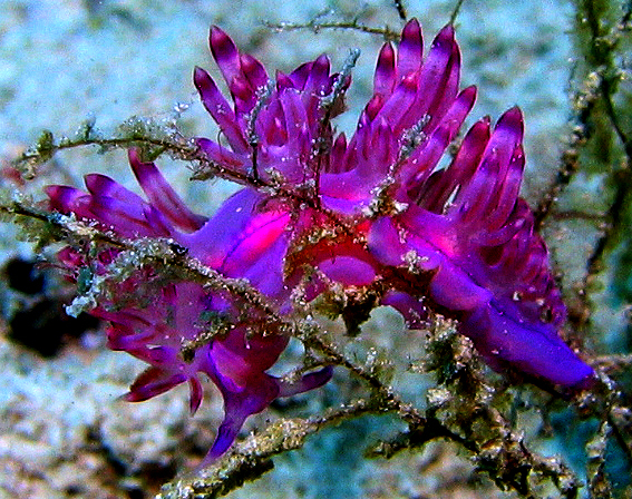 Seaslug